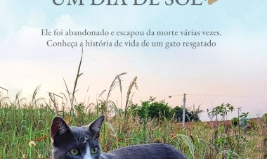 Cinzento, Um Dia de Sol, A História de Um Gato Abandonado, Mauro Pereira-Silva. Adquira pelo Whats 11 912915070